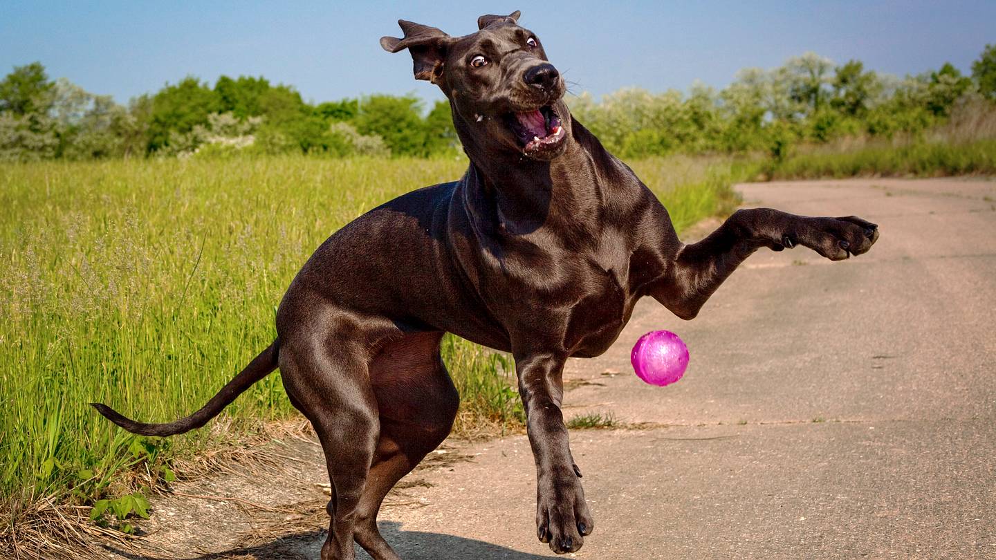10 Facts About Great Danes