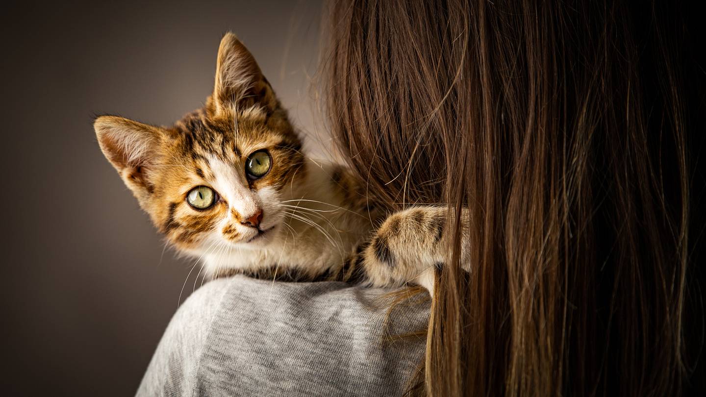 Why Is My Cat Chewing on My Hair?