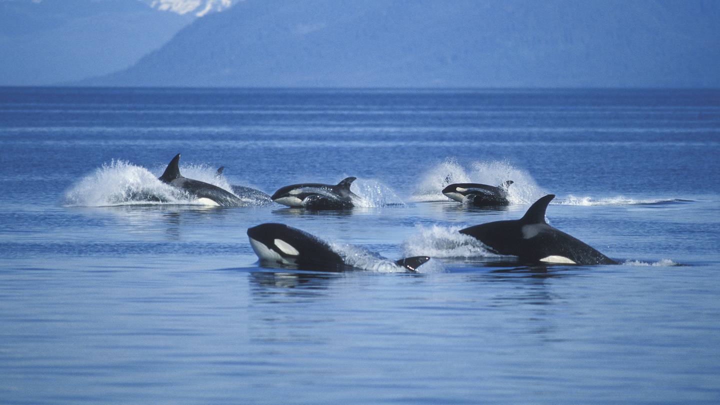 Orca Whales Seen Giving Each Other Exfoliating Kelp âMassagesâ
