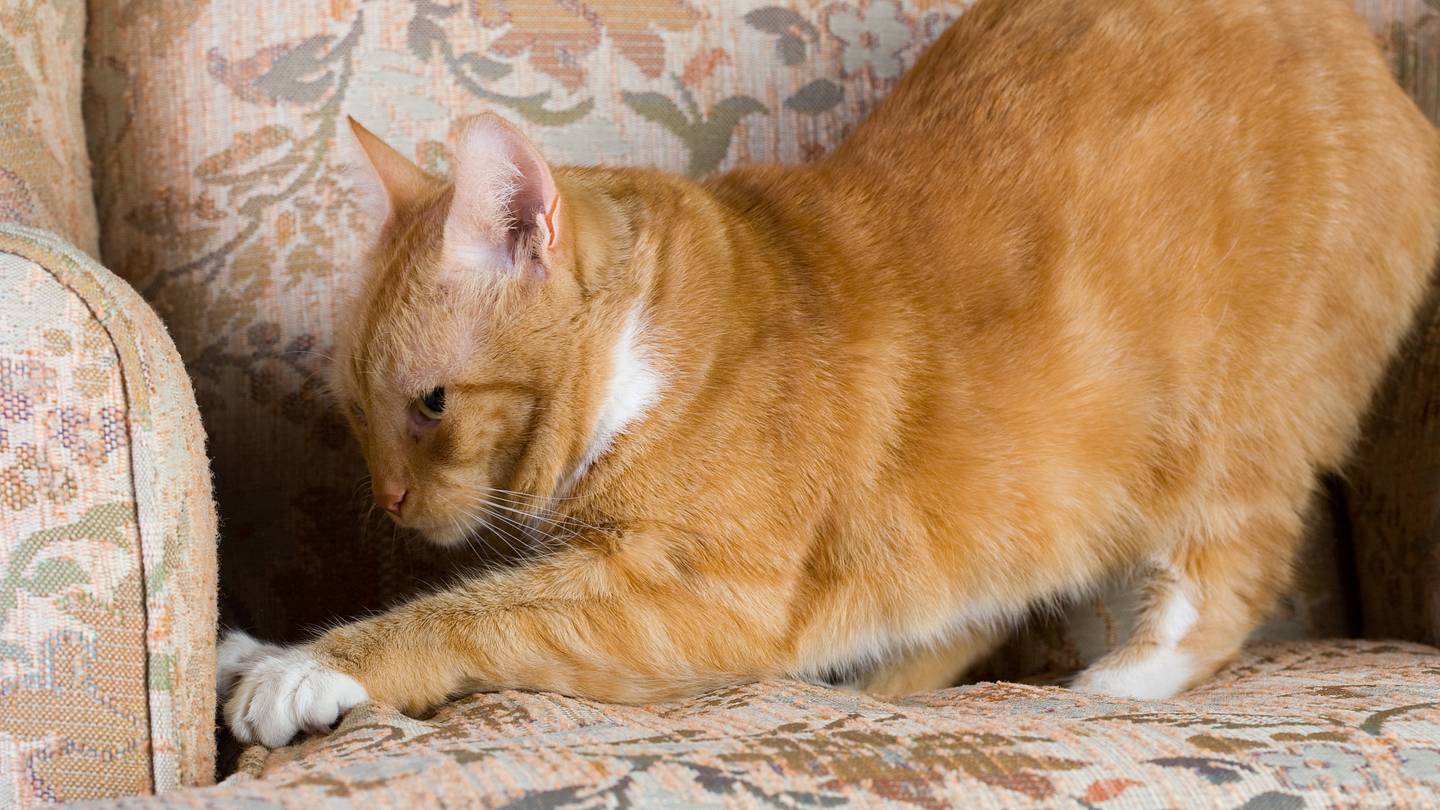 How to Stop Your Cat From Scratching Your Furniture