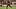 Cleveland Browns, Jaleel McLaughlin Cleveland Browns, Jaleel McLaughlin
