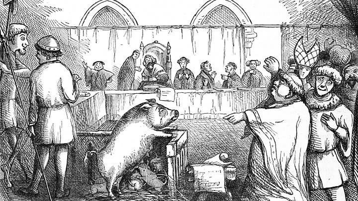 Trial of a Sow and Pigs at Lavegny