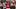 Baker Mayfield, Tampa Bay Buccaneers