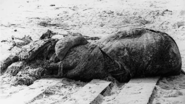 The St. Augustine globster washed ashore in 1896.