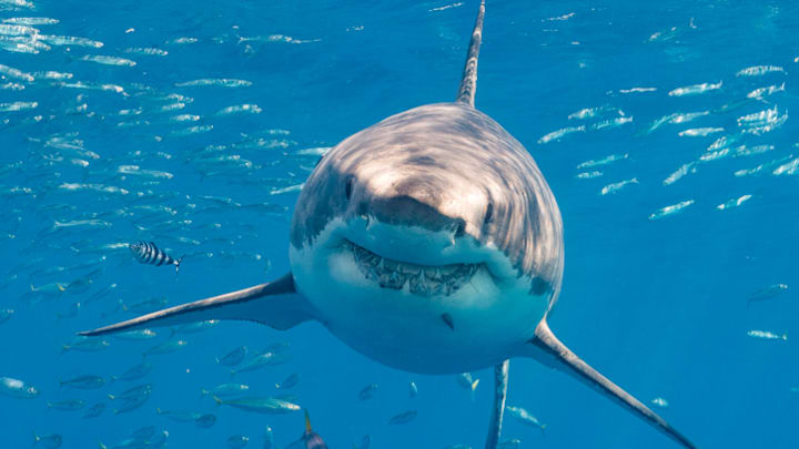 A great white shark.