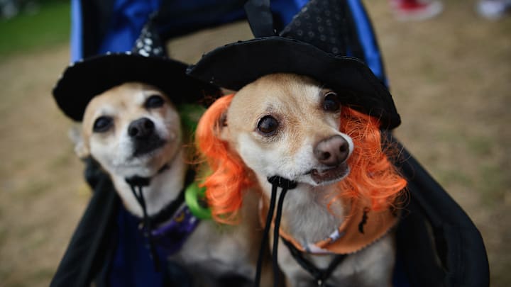 Haute Dog Howl'oween Parade