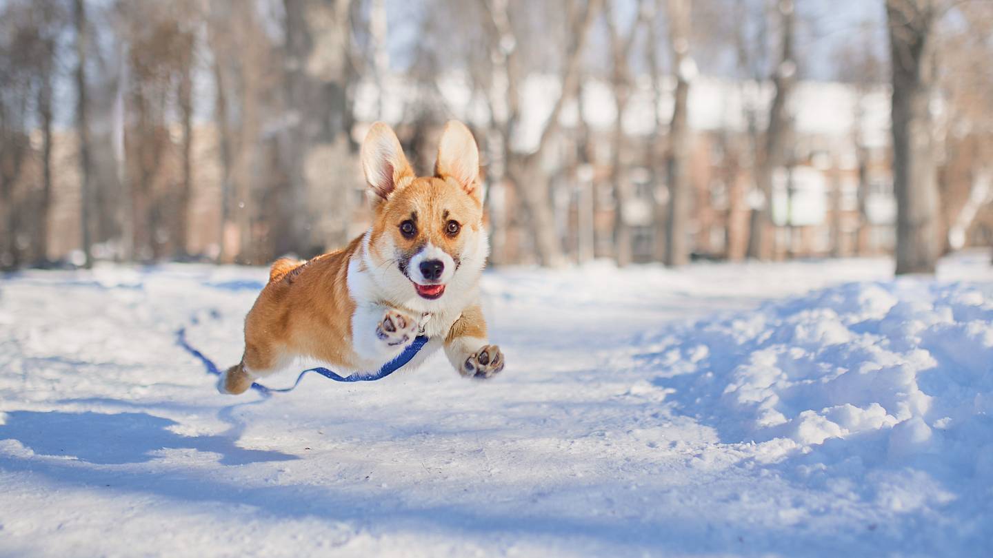 If Your Dog Hates Booties, Use Petroleum Jelly to Protect Their Paws in the Winter
