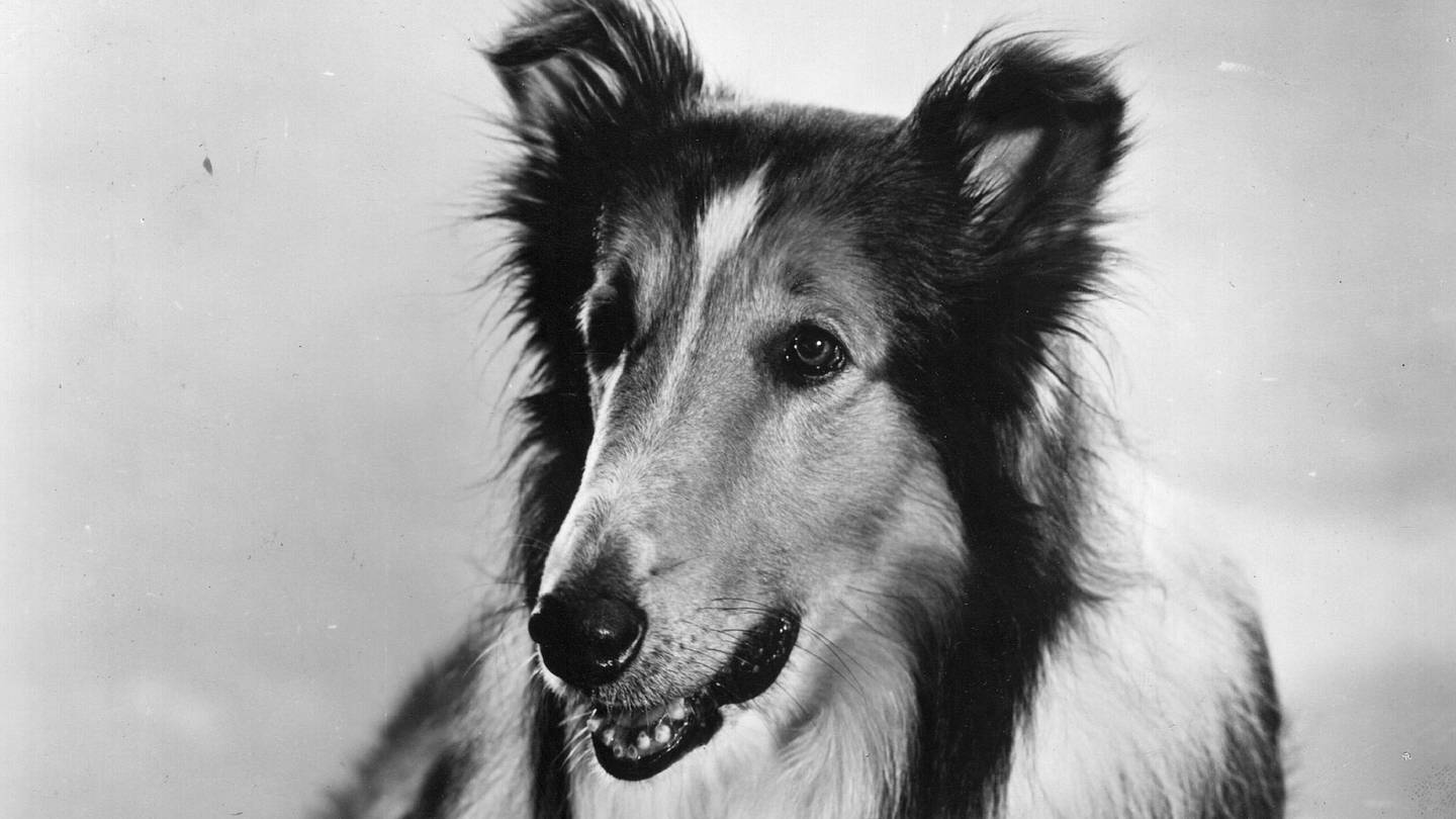 Whatever Happened to Lassie (and 8 Other Showbiz Dogs)?