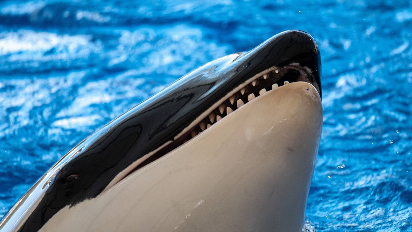 Orcas Are Ramming  Sailboats Off the European Coast