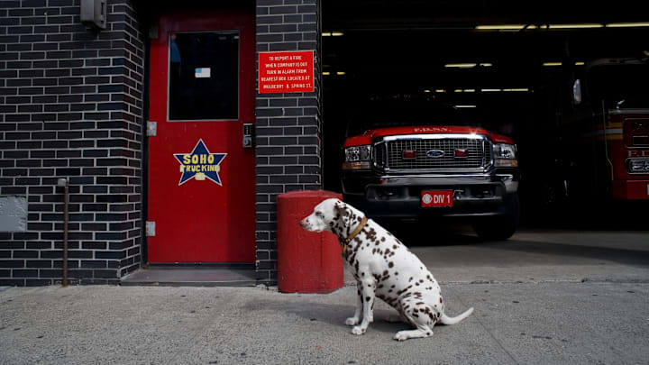 USA - Dogs - Dalmation - New York Firehouse
