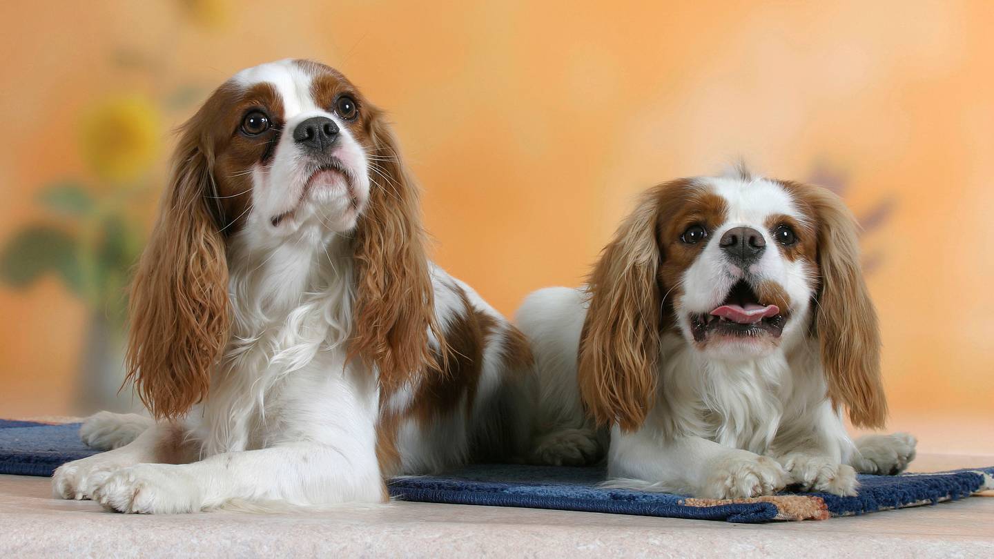 9 Facts About the Cavalier King Charles Spaniel