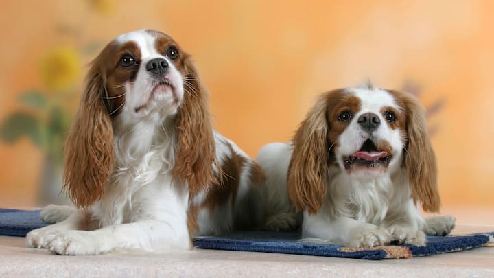 They're royally adorable.