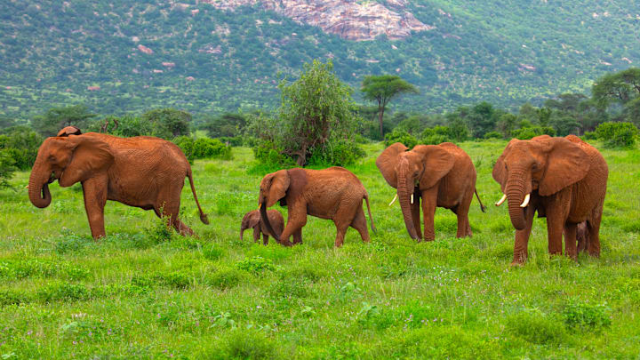 Elephants herd in green grass after rain, Samburu County, Samburu National Reserve, Kenya...