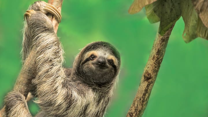 Two-toed and three-toed sloths? Not the same thing.