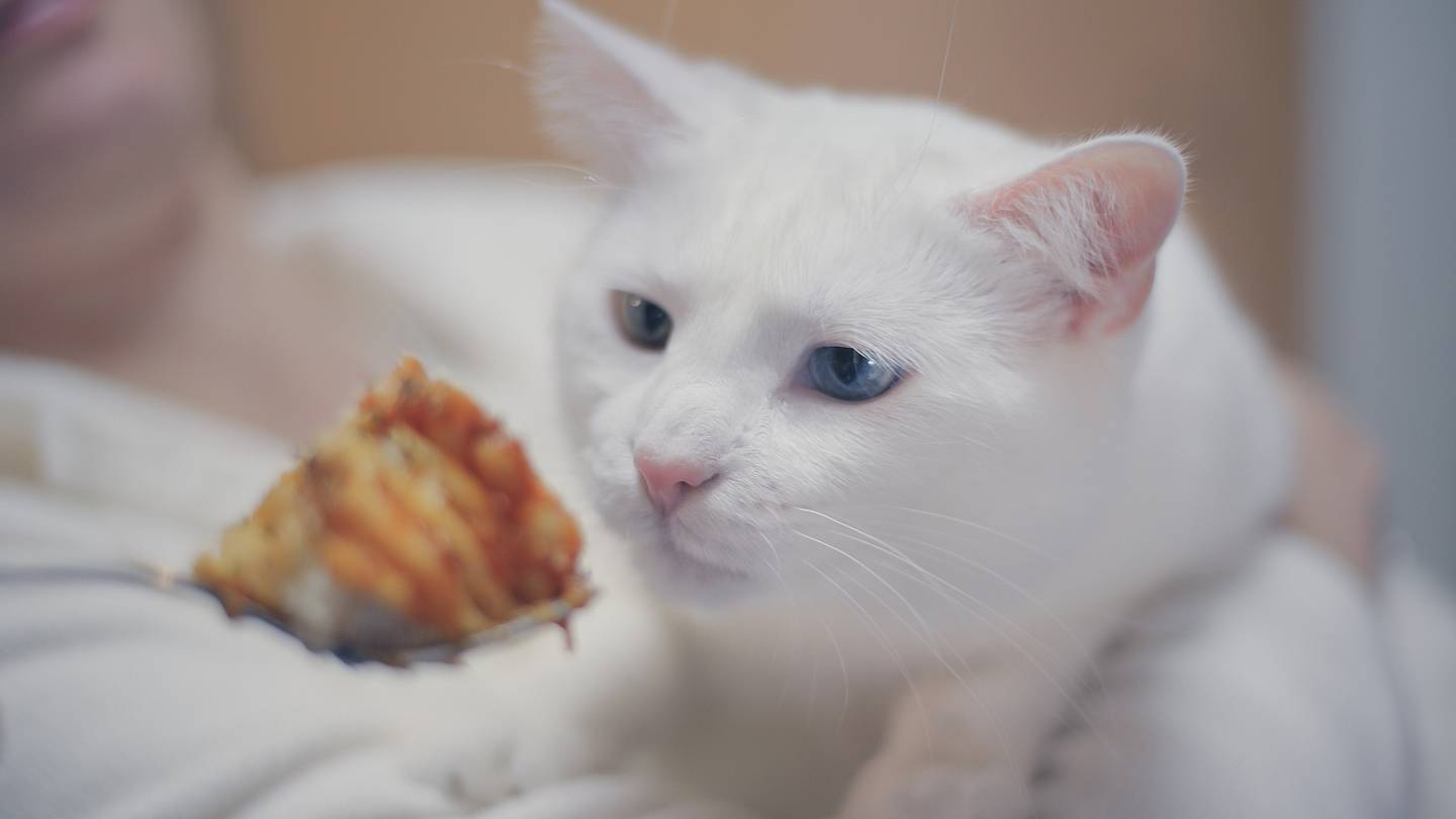 Can Cats Actually Eat Lasagna?