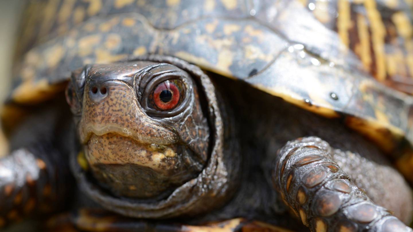 Turtle vs. Tortoise: Whatâs the Difference?