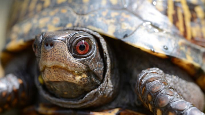 What’s your favorite turtle and why is it a box turtle?