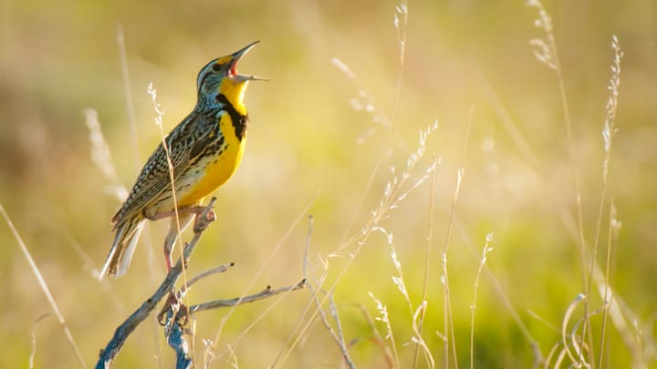 Birds like this western meadowlark are singing earlier in the morning and later at night thanks to light pollution.
