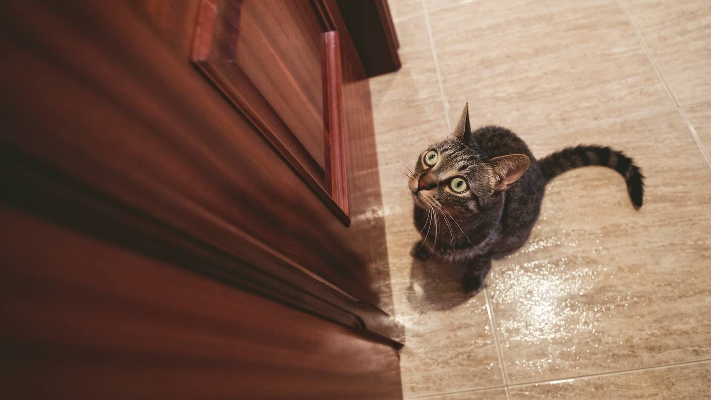 Why Do Cats Hate Closed Doors?
