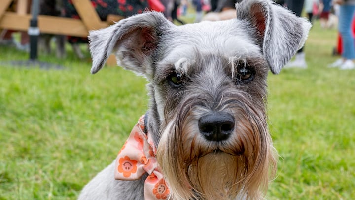 Dogfest 2022