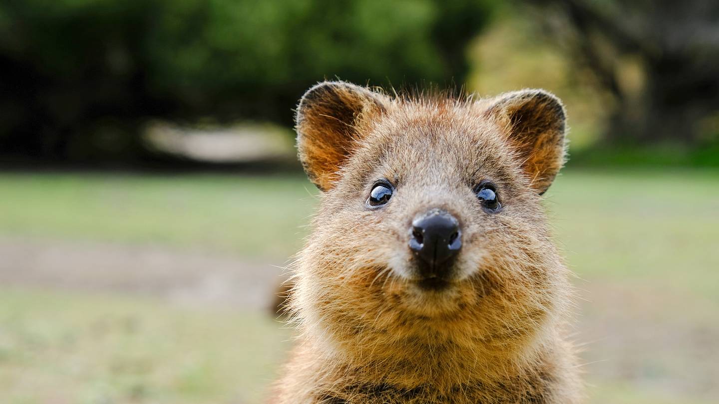 6 Surprising Facts About Quokkas