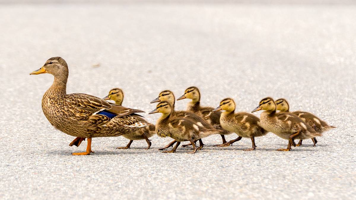 Duck and ducklings walking in a row