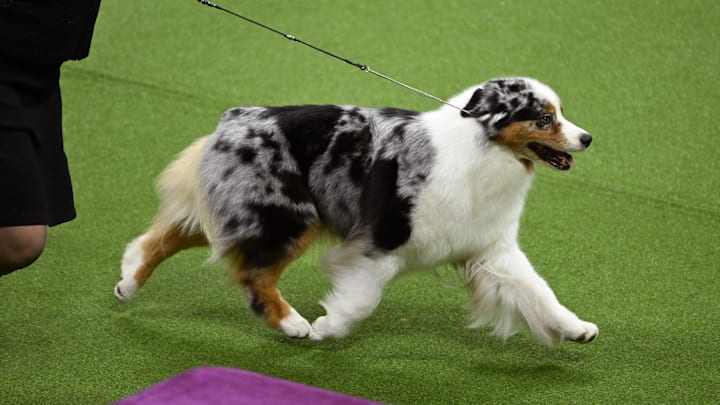 147th Annual Westminster Kennel Club Dog Show Presented by Purina Pro Plan