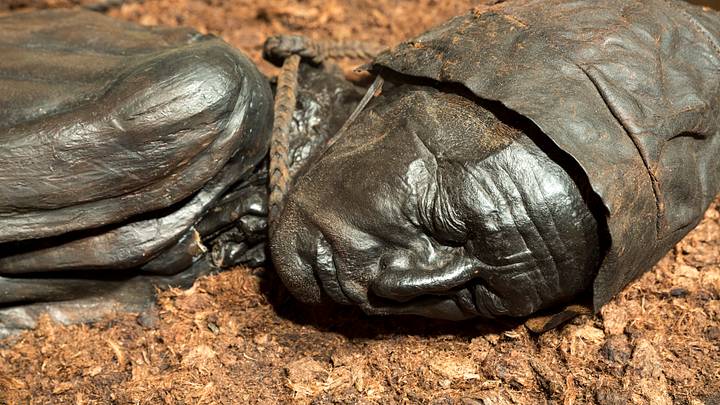 The Tollund Man, a 2,400-year-old Iron Age bog body preserved in peat in Denmark’s Silkeborg Museum. The Tollund Man, a 2,400-year-old Iron Age bog body preserved in peat in Denmark’s Silkeborg Museum.