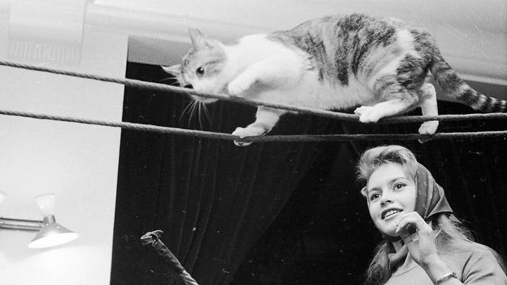 Brigitte Bardot fue voz incómoda para los deportes en donde se normaliza el uso de animales. Puso el tema a un debate abierto hasta hoy. Brigitte Bardot fue voz incómoda para los deportes en donde se normaliza el uso de animales. Puso el tema a un debate abierto hasta hoy.