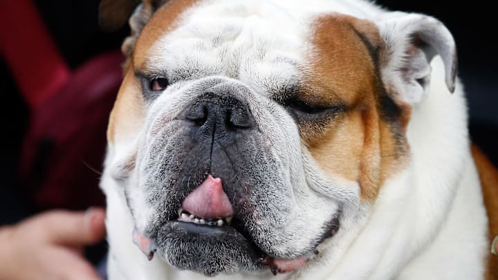 Mississippi State Bulldogs mascot Bully sits on the sideline during the second quarter against the Texas Longhorns at Davis Wade Stadium at Scott Field.