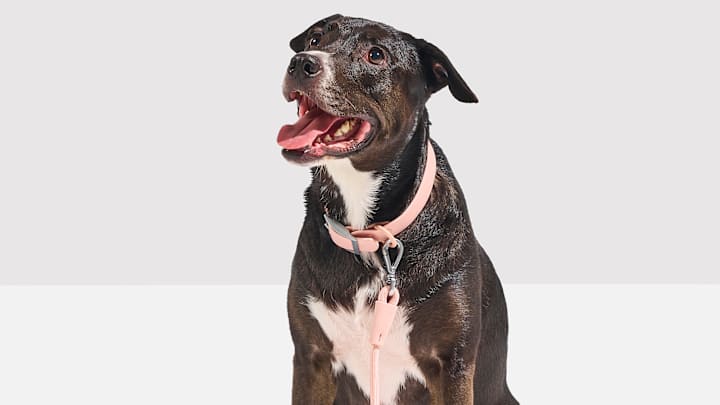 Wild One’s NEW Rope Leash is Walk-Ready Today. Image Credit to Wild One. 