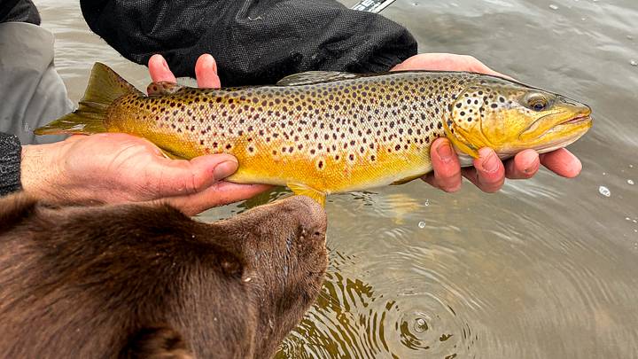 Big brown trout are out and about at night. 