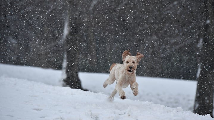 White poodle running in the snow