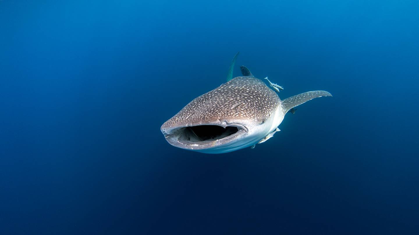 Biologists Launch Most Comprehensive Database of Marine Animal Body Sizes to Date