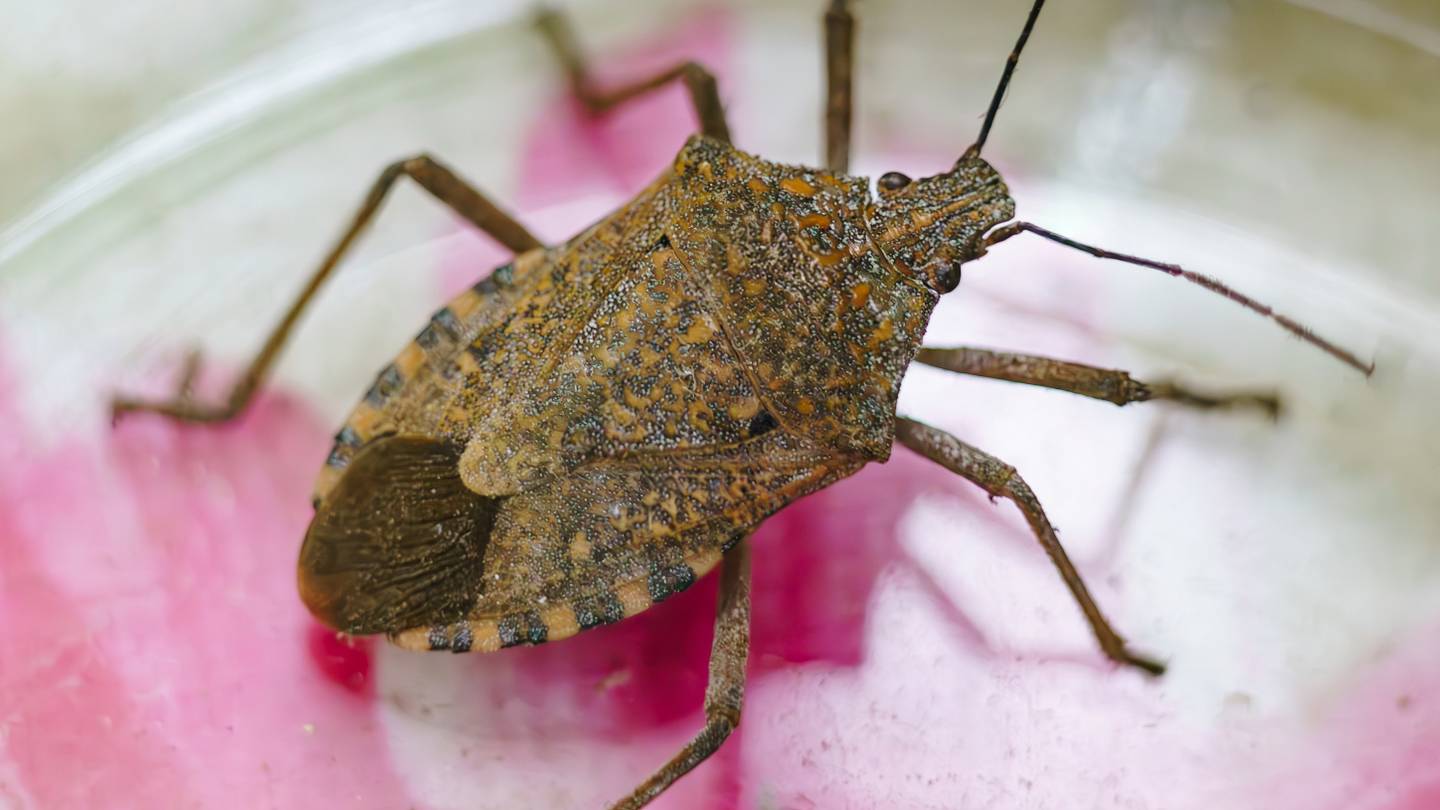 Instead of Squishing Stink Bugs, Makes This Cheap DIY Trap
