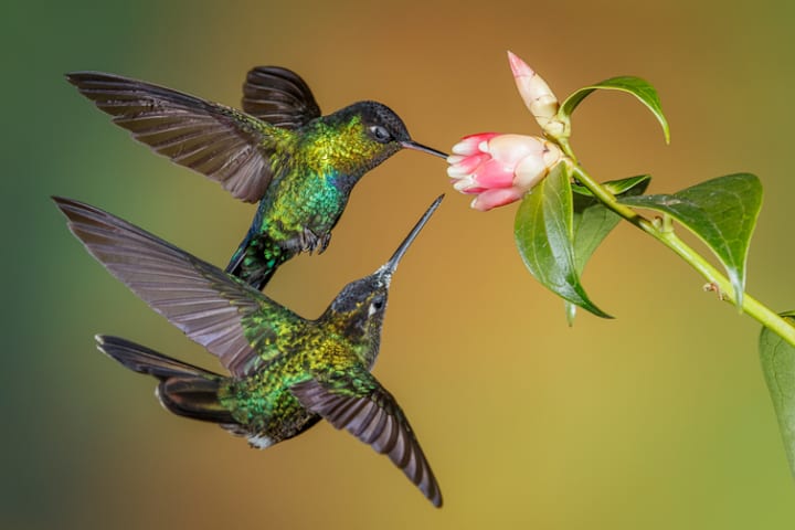 Two fiery-throated hummingbirds in flight.