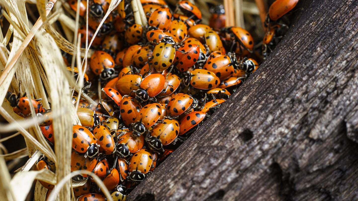 How to Safeguard Your Home From Annual Asian Lady Beetle Invasions