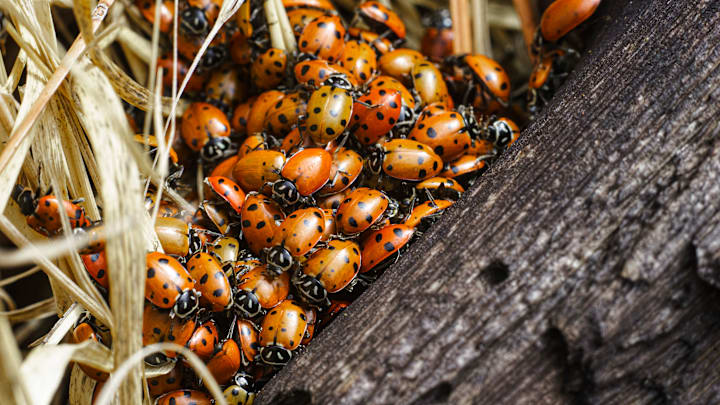 Coming to a hallway crevice near you... Coming to a hallway crevice near you...