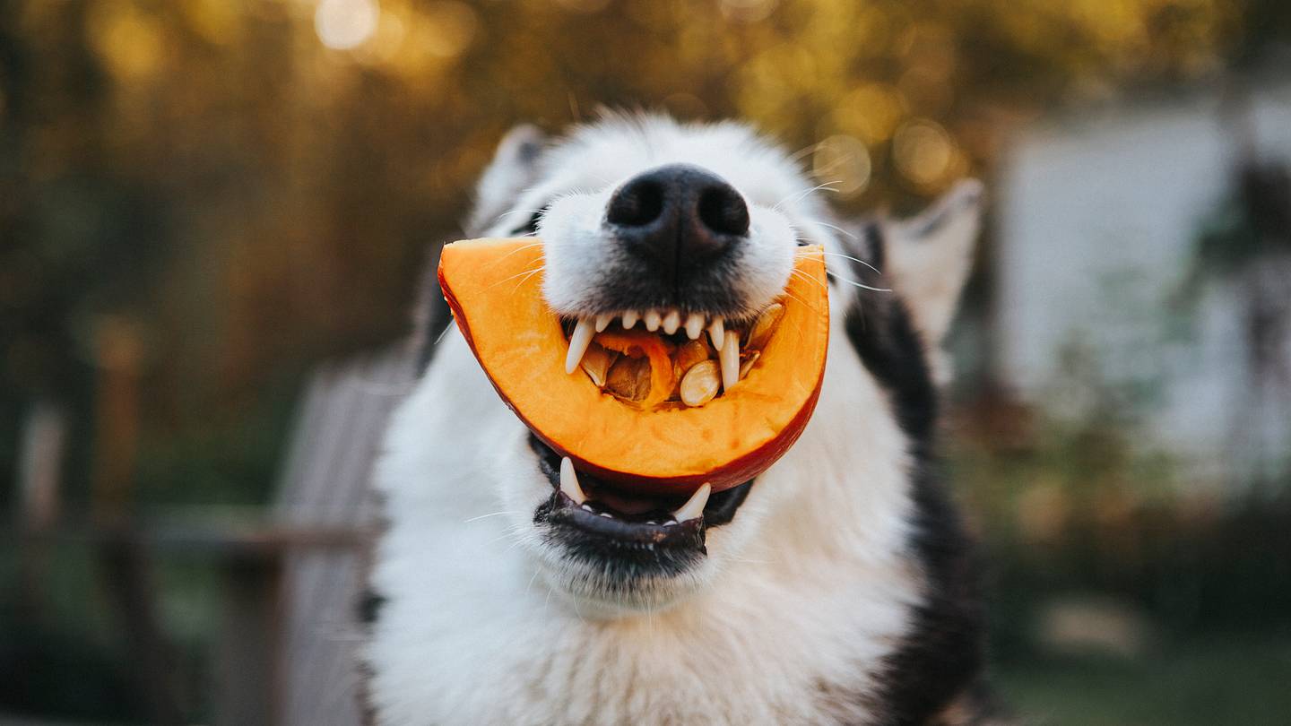 Should You Feed Your Pets Pumpkin?