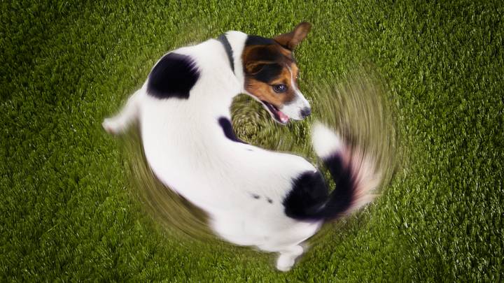 Jack Russell Terrier chasing their own tail Jack Russell Terrier chasing their own tail