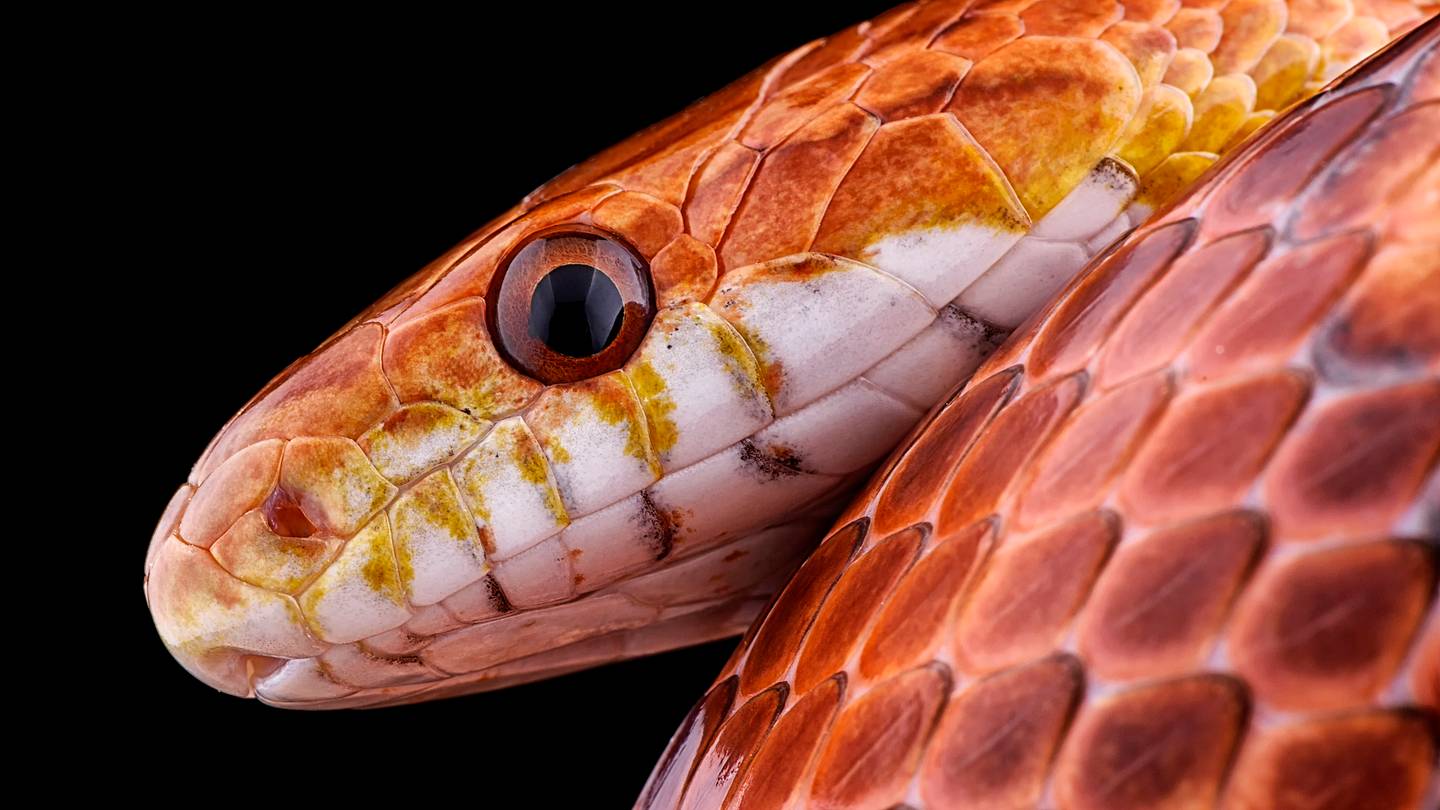 10 Utterly Strange Animal Smuggling Stories
