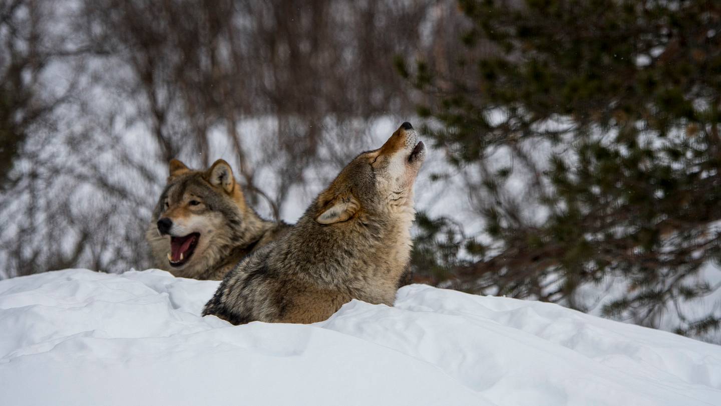 The 10 Best States for Wildlife Protection
