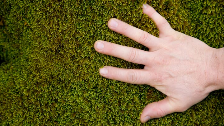 A hand pressed into green moss