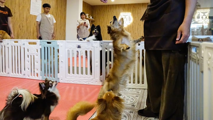 A dog jumps to eat food at a dog cafe...