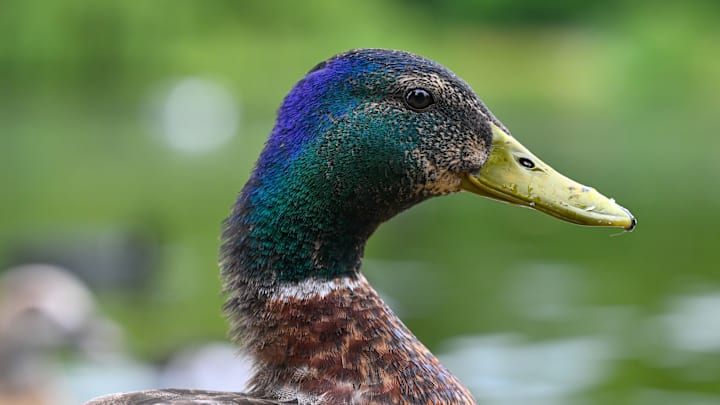 St. James Park is home to different types of birds in London