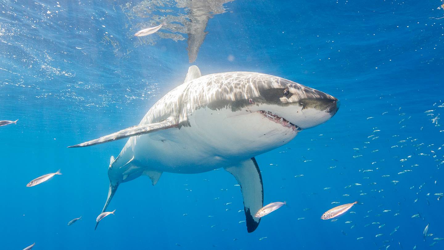 Mexico Has Banned Shark-Related Tourism on Guadalupe Island