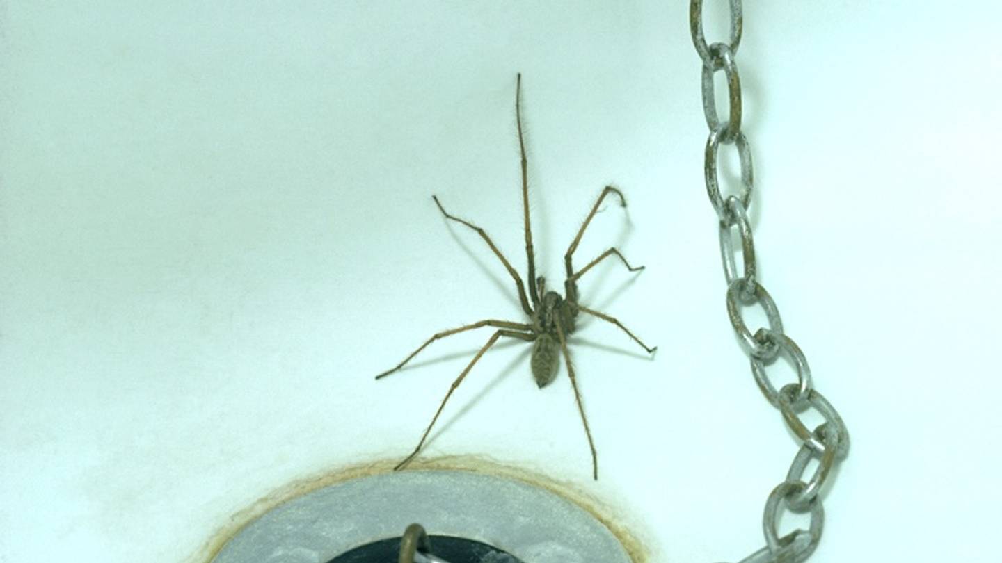 The Reason You Shouldnât Kill the Spiders in Your House, According to an Entomologist
