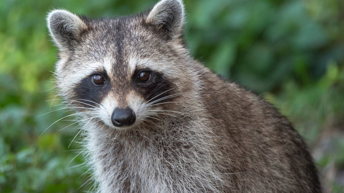 10 Clever Facts About Raccoons