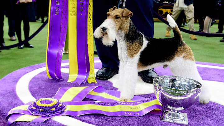 King the wire fox terrier after winning the 2019 Westminster Kennel Club Dog Show.