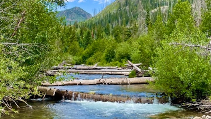 Fishing an alpine stream in northwestern Colorado.